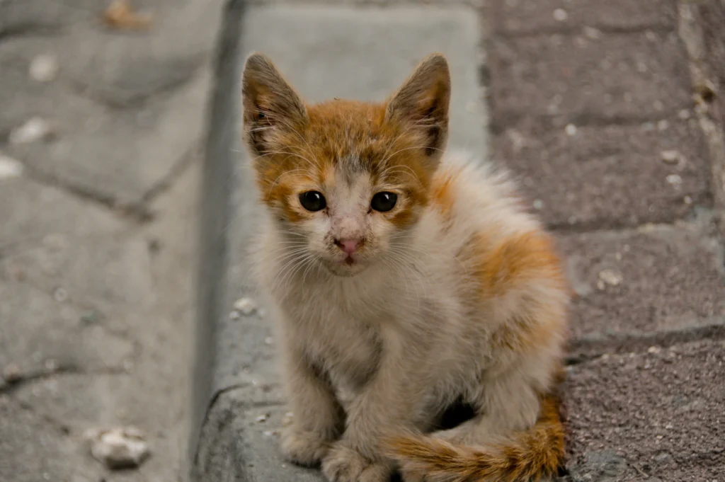 Chat pris en charge lors de la campagne de stérilisation du Refuge de l'Espoir.