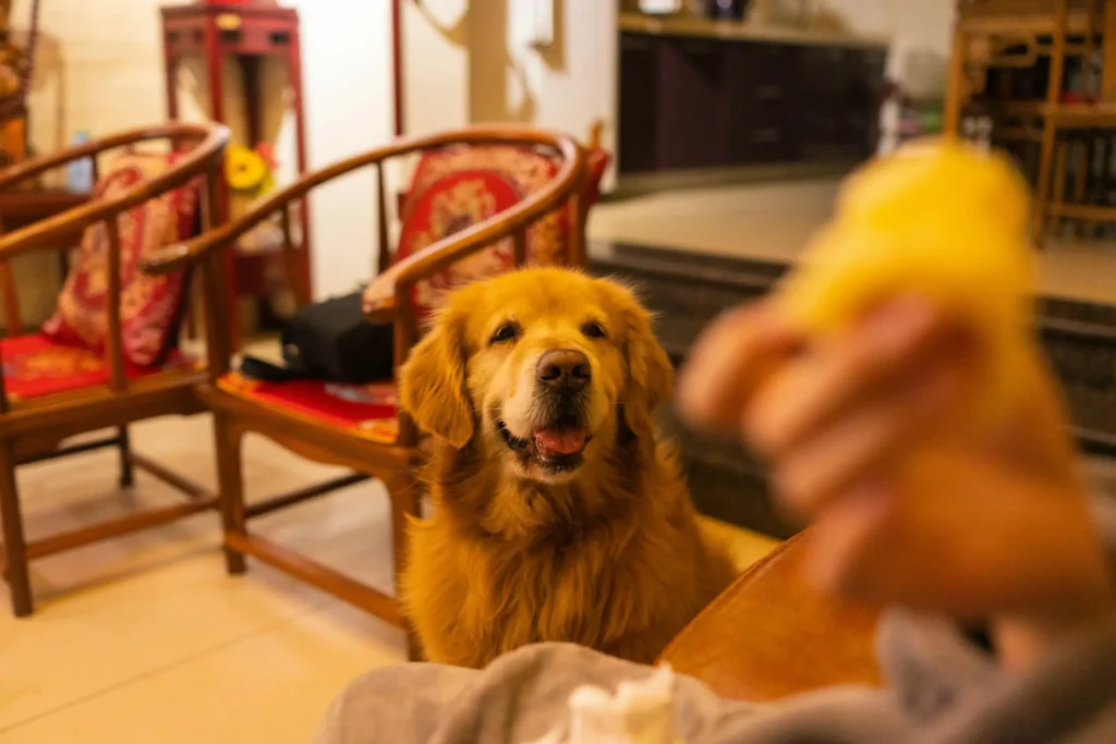 Animal du Refuge de l'Espoir accueilli temporairement dans une famille d'accueil