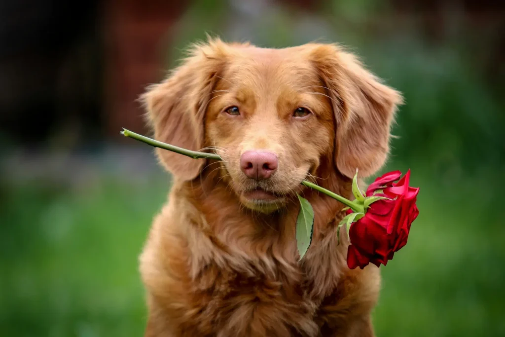Campagne de Saint-Valentin « Une rose = un sourire » du Refuge de l'Espoir