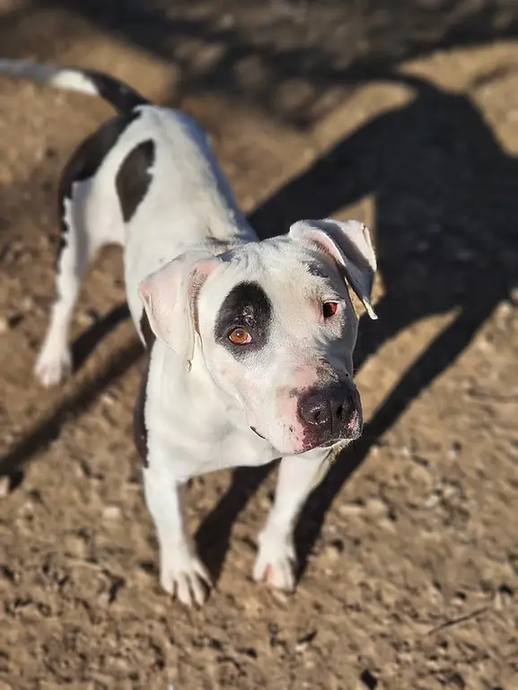 Talya, American Staffordshire Terrier disponible à l'adoption au Refuge de l'Espoir de Pierrelatte