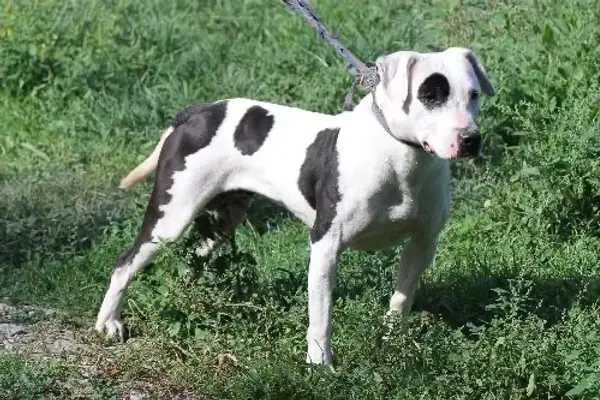 Talya, chienne du Refuge de l'Espoir en attente d'une famille