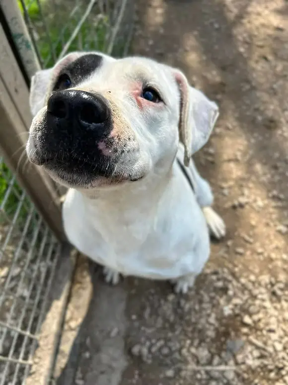 Portrait de Talya, chienne American Staffordshire Terrier à adopter