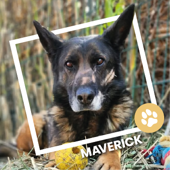 Maverick, Berger Belge Malinois disponible à l'adoption au Refuge de l'Espoir de Pierrelatte.