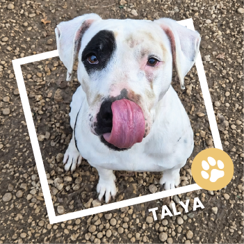 Talya, American Staffordshire Terrier disponible à l'adoption au Refuge de l'Espoir de Pierrelatte.