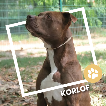 Korlof, american Staff à l'adoption au refuge de l'espoir à Pierrelatte
