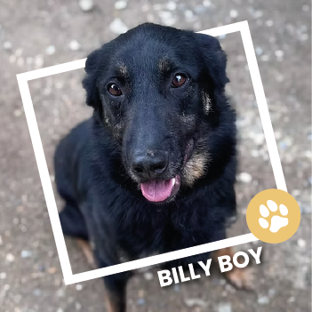Billy Boy, Berger Allemand en adoption au refuge de l'espoir à Pierrelatte