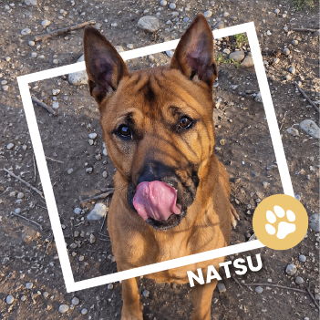 Natsu, croisé dogue, en adoption au Refuge de l'Espoir à Pierrelatte