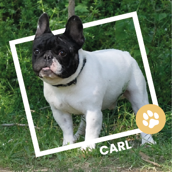 Carl, Bouledogue Français disponible à l'adoption au Refuge de l'Espoir de Pierrelatte.