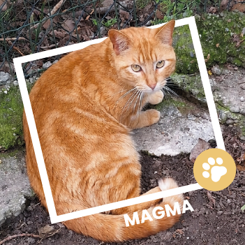 Magma, chat européen disponible à l'adoption au Refuge de l'Espoir de Pierrelatte.