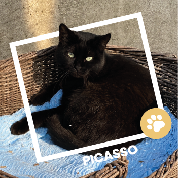 Picasso, chat européen, disponible à l'adoption au Refuge de l'Espoir de Pierrelatte.