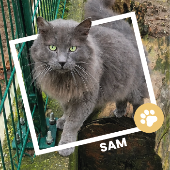 Sam, Chat européen à poil mi-long