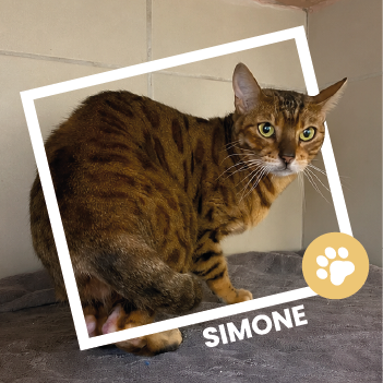 Simone, chatte européenne tigré disponible à l'adoption au Refuge de l'Espoir de Pierrelatte.