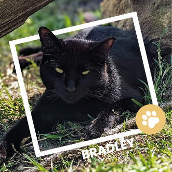 Bradley, chat européen disponible à l'adoption au Refuge de l'Espoir de Pierrelatte.