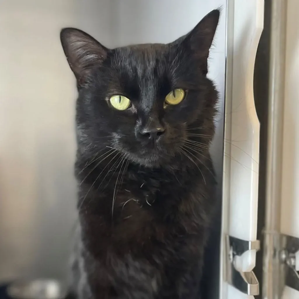 Picasso, chat européen noir à adopter à Pierrelatte
