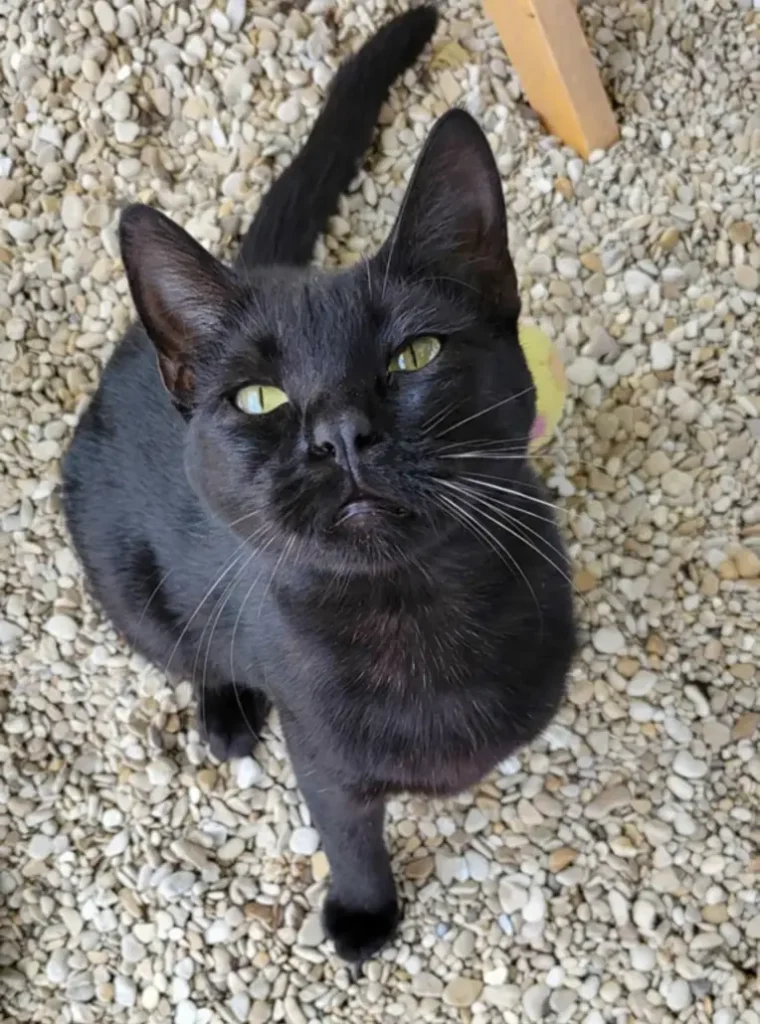Picasso, chat noir disponible à l'adoption au Refuge de l'Espoir