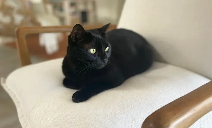 Chat noir Picasso en attente d'une famille au Refuge de l'Espoir