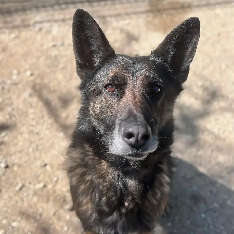 Maverick, Berger Belge Malinois disponible à l'adoption au Refuge de l'Espoir de Pierrelatte