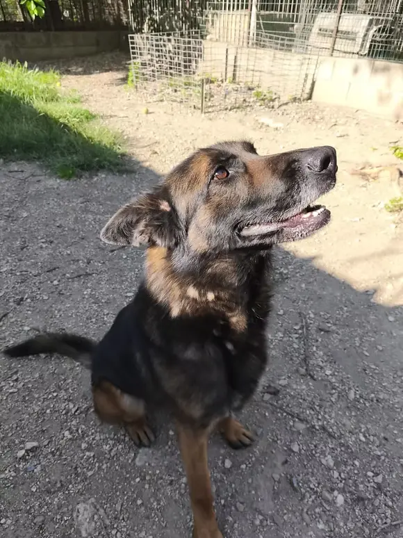 Maverick – Berger Belge Malinois