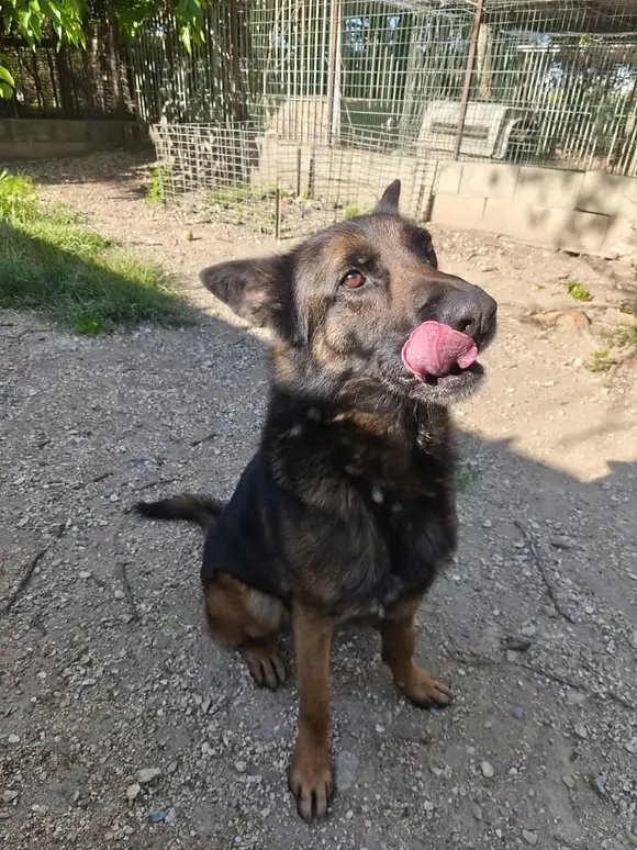 Adopter Maverick au Refuge de l'Espoir